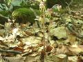 Epipogium aphyllum